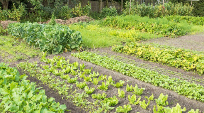 Agricultura pe înțelesul tuturor – Rotația culturilor legumicole