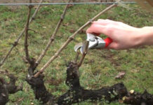 Agricultura pe înțelesul tuturor – Lucrări agricole în repausul vegetativ