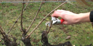 Agricultura pe înțelesul tuturor – Lucrări agricole în repausul vegetativ