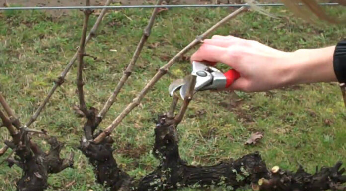 Agricultura pe înțelesul tuturor – Lucrări agricole în repausul vegetativ