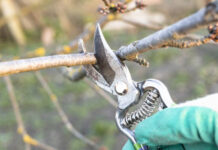 Agricultura pe înțelesul tuturor – Lucrări agricole în livada și via aflate în repausul vegetativ