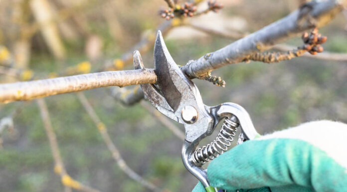 Agricultura pe înțelesul tuturor – Lucrări agricole în livada și via aflate în repausul vegetativ