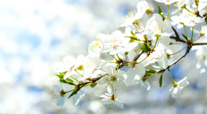 Urmează temperaturi de până la 18 grade