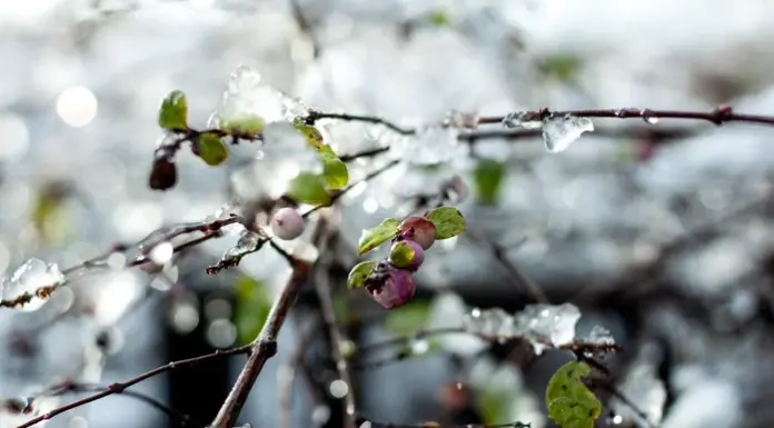 ”Ghinion” de 1 Mai