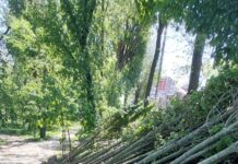 Ce arbori vor fi plantați în Parcul Central din Târgu Jiu