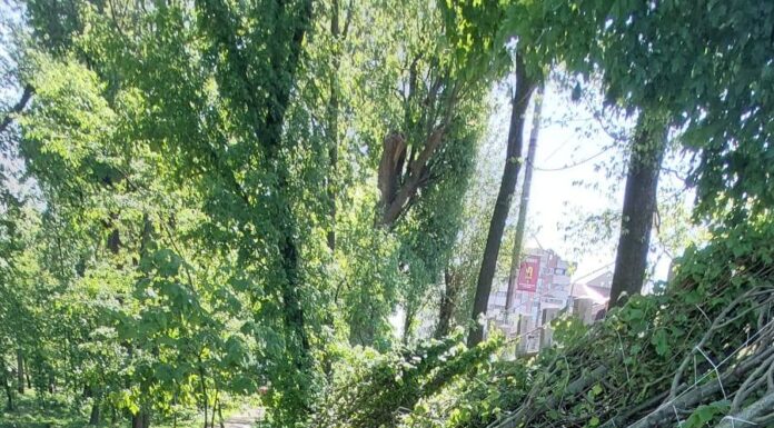 Ce arbori vor fi plantați în Parcul Central din Târgu Jiu