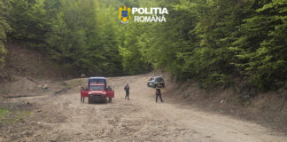 Furt de arbori la Polovragi