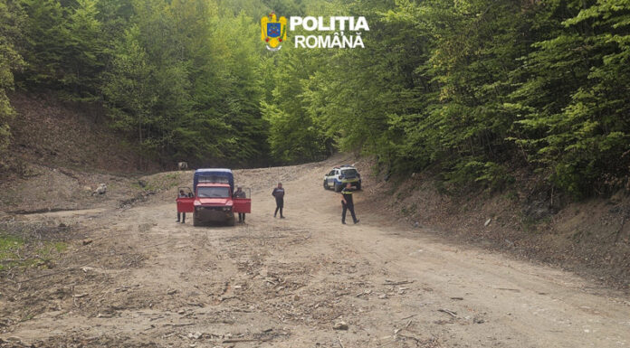 Furt de arbori la Polovragi