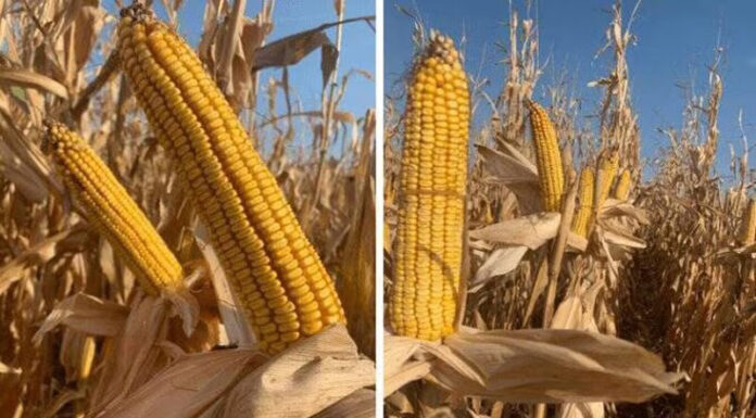 Agricultura pe înțelesul tuturor – Cum să alegem corect hibrizii de porumb (1)