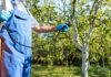 Agricultura pe înțelesul tuturor – Protecția fitosanitară a pomilor fructiferi