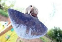 A ajuns în arest, după ce și-a lovit vecina cu sapa în cap