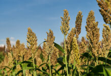 Agricultura pe înțelesul tuturor – SORGUL – Potențial înlocuitor al porumbului (2)