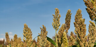 Agricultura pe înțelesul tuturor – SORGUL – Potențial înlocuitor al porumbului (2)