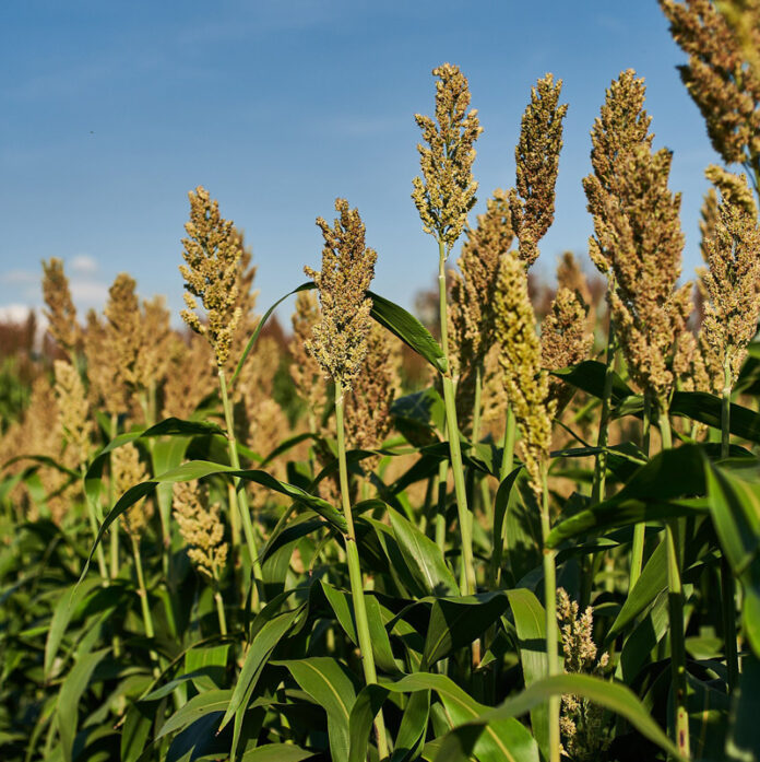 Agricultura pe înțelesul tuturor – SORGUL – Potențial înlocuitor al porumbului (2)