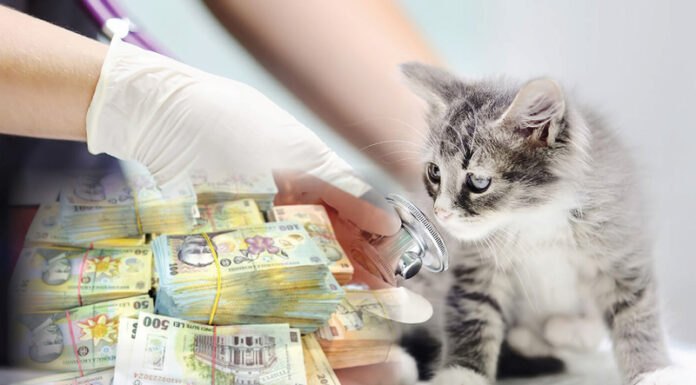 Servicii veterinare de peste patru milioane de lei, scoase la licitație pentru câteva localități din Gorj
