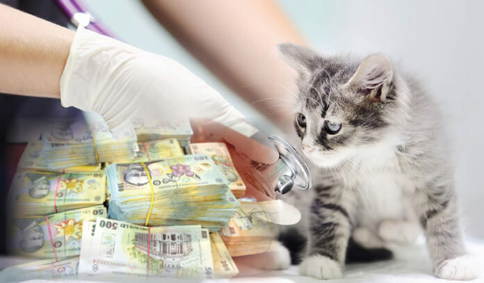 Servicii veterinare de peste patru milioane de lei, scoase la licitație pentru câteva localități din Gorj