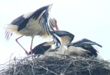 Odată cu luna lui Prier – Au sosit berzele si pe plaiul Gorjean