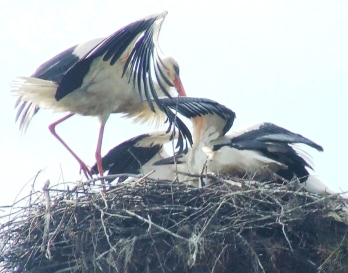 Odată cu luna lui Prier – Au sosit berzele si pe plaiul Gorjean