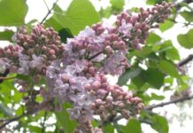 Oltenia eterna Terra Nova – Înflorirea Liliacului, o veritabilă sărbătoare a florilor pe plaiul oltean