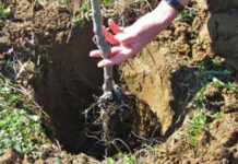 Agricultura pe înțelesul tuturor – Plantarea corectă a pomilor fructiferi – (2)