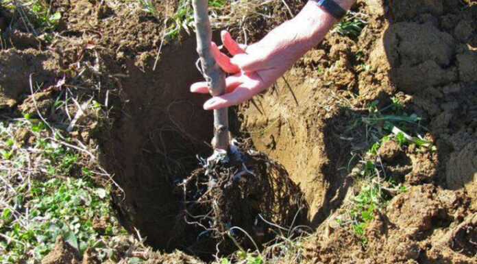 Agricultura pe înțelesul tuturor – Plantarea corectă a pomilor fructiferi – (2)