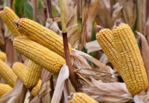 Agricultura pe înțelesul tuturor – Cum să alegem corect hibrizii de porumb (2)