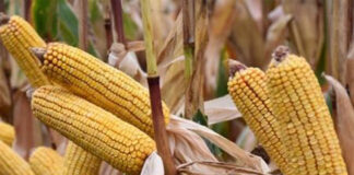 Agricultura pe înțelesul tuturor – Cum să alegem corect hibrizii de porumb (2)