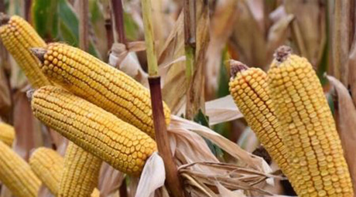 Agricultura pe înțelesul tuturor – Cum să alegem corect hibrizii de porumb (2)