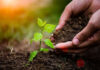 Agricultura pe înțelesul tuturor – Protecția fitosanitară a legumelor