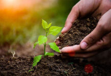 Agricultura pe înțelesul tuturor – Protecția fitosanitară a legumelor