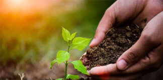 Agricultura pe înțelesul tuturor – Protecția fitosanitară a legumelor