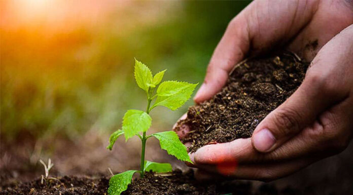 Agricultura pe înțelesul tuturor – Protecția fitosanitară a legumelor