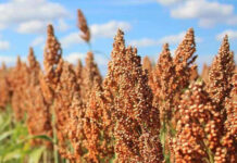 Agricultura pe înțelesul tuturor – SORGUL – Potențial înlocuitor al porumbului (1)