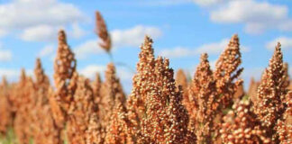 Agricultura pe înțelesul tuturor – SORGUL – Potențial înlocuitor al porumbului (1)