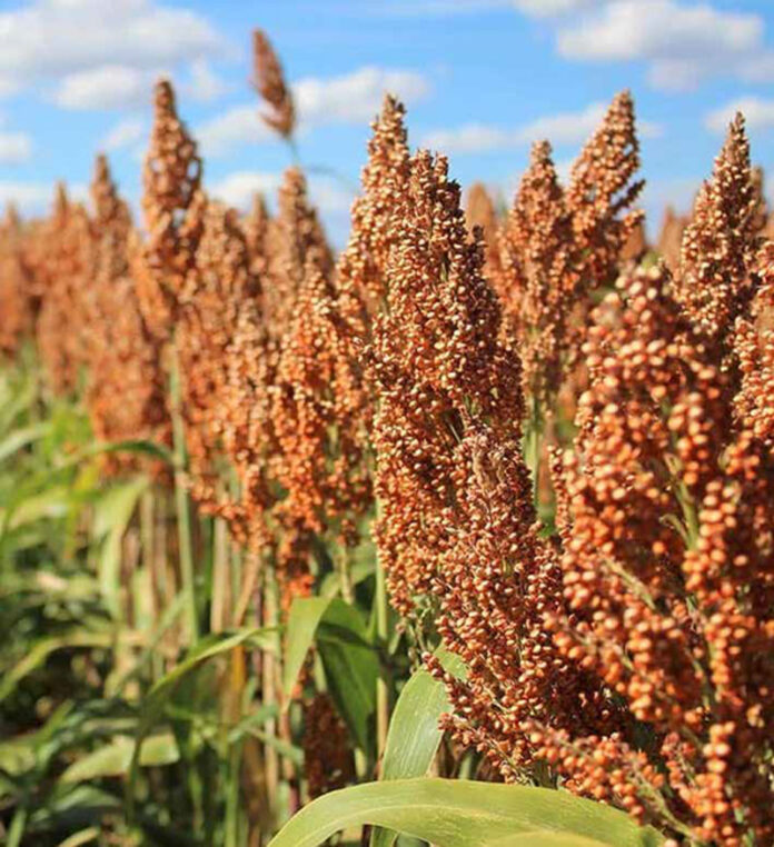 Agricultura pe înțelesul tuturor – SORGUL – Potențial înlocuitor al porumbului (1)