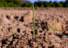 Agricultura pe înțelesul tuturor – Cum să ne purtăm prietenos cu natura, dar să ne protejăm și culturile (II)