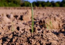 Agricultura pe înțelesul tuturor – Cum să ne purtăm prietenos cu natura, dar să ne protejăm și culturile (II)