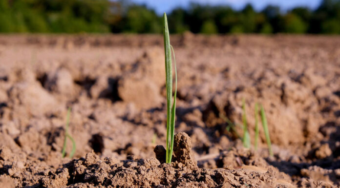 Agricultura pe înțelesul tuturor – Cum să ne purtăm prietenos cu natura, dar să ne protejăm și culturile (II)