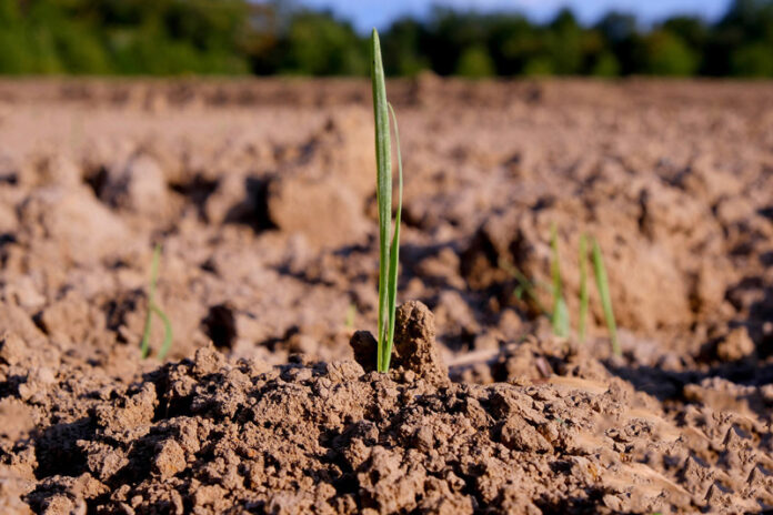 Agricultura