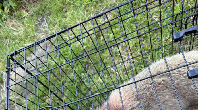 Reținut după ce a lovit un câine cu scândura