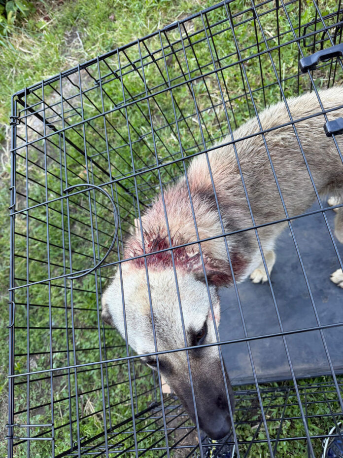 Reținut după ce a lovit un câine cu scândura