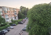 Câinii fără stăpân, o problemă greu de rezolvat