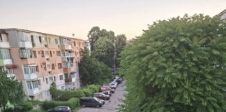 Câinii fără stăpân, o problemă greu de rezolvat