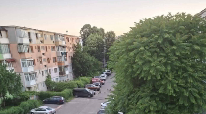 Câinii fără stăpân, o problemă greu de rezolvat