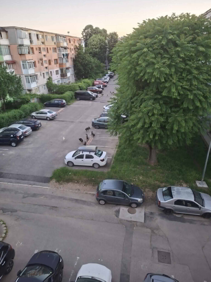 Câinii fără stăpân, o problemă greu de rezolvat