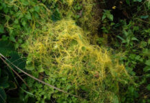 Agricultura pe înțelesul tuturor – Cuscuta – o buruiană problemă de sute de ani – (1)