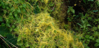 Agricultura pe înțelesul tuturor – Cuscuta – o buruiană problemă de sute de ani – (1)
