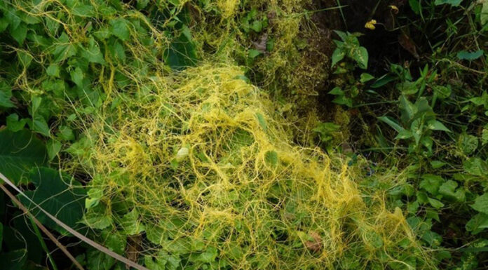 Agricultura pe înțelesul tuturor – Cuscuta – o buruiană problemă de sute de ani – (1)