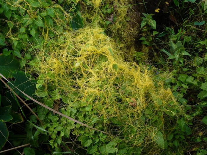 Agricultura pe înțelesul tuturor – Cuscuta – o buruiană problemă de sute de ani – (1)