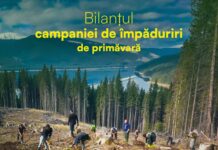 Romsilva: 16 milioane de puieți plantați în campania de primăvară